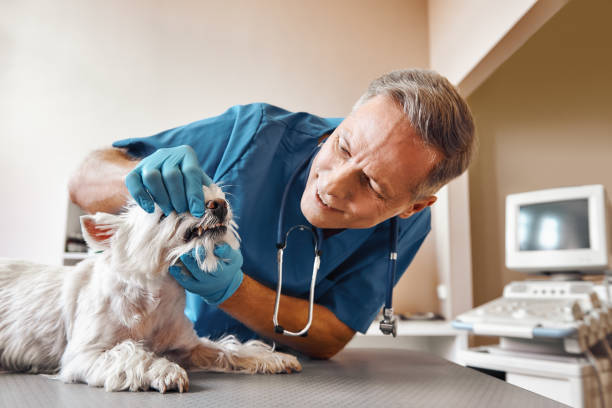 Best 24-Hour Emergency Dentist in Dequincy, LA